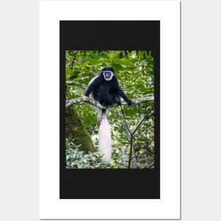 Black and White Colobus Monkey, Arusha National Park Tanzania Posters and Art